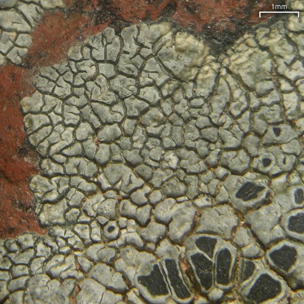 Aspicilia arizonica