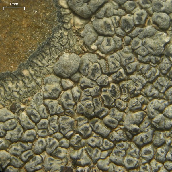 Aspicilia arizonica