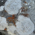 Aspicilia boykinii