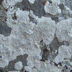 Aspicilia boykinii