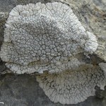 Aspicilia boykinii