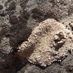 Aspicilia boykinii