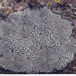 Aspicilia caesiocinerea