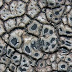 Aspicilia caesiocinerea