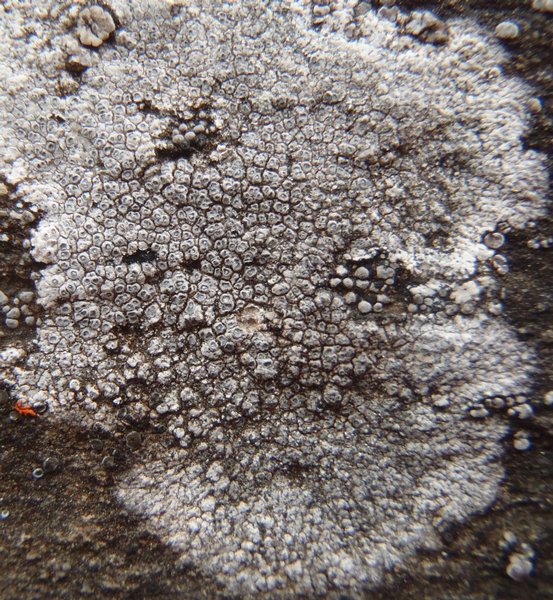 Aspicilia caesiopruinosa