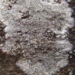Aspicilia caesiopruinosa