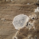 Aspicilia candida