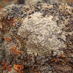 Aspicilia candida
