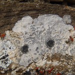 Aspicilia candida
