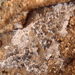 Aspicilia candida