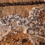 Aspicilia candida