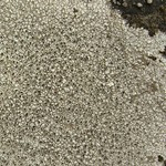 Aspicilia cinerea
