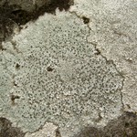 Aspicilia cinerea