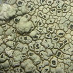 Aspicilia cinerea
