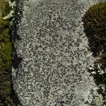 Aspicilia cinerea