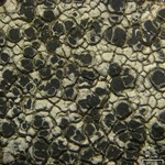 Aspicilia cinerea