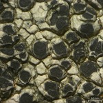 Aspicilia cinerea