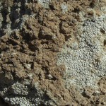 Aspicilia contorta