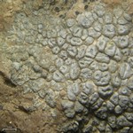 Aspicilia contorta