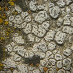Aspicilia contorta
