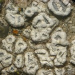 Aspicilia contorta