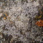 Aspicilia contorta
