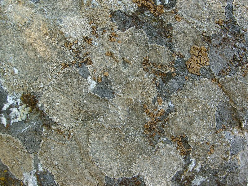 Aspicilia cuprea