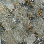 Aspicilia cuprea