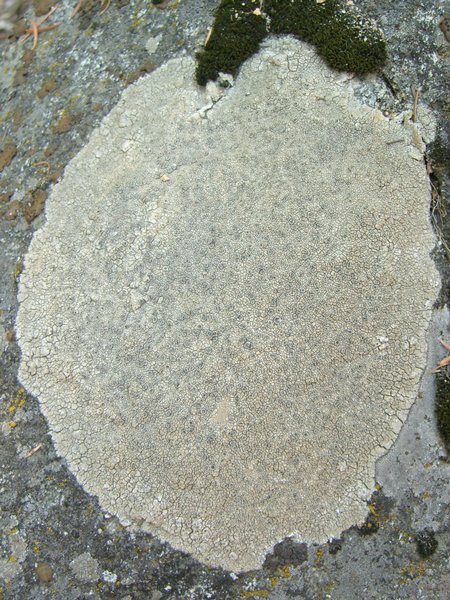 Aspicilia cuprea
