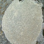 Aspicilia cuprea