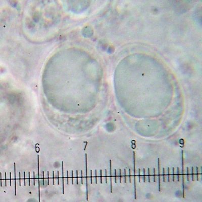 Aspicilia cuprea