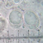 Aspicilia cuprea
