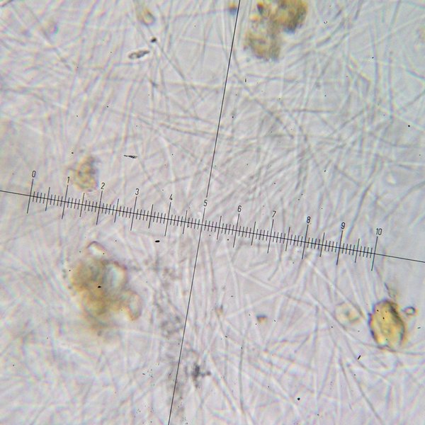 Aspicilia cuprea