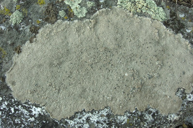 Aspicilia cuprea