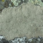 Aspicilia cuprea