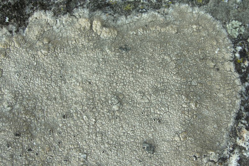 Aspicilia cuprea