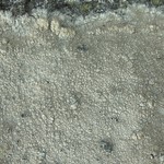 Aspicilia cuprea