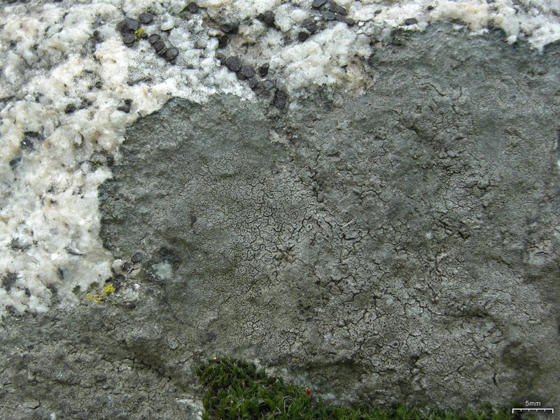 Aspicilia cyanescens