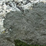 Aspicilia cyanescens
