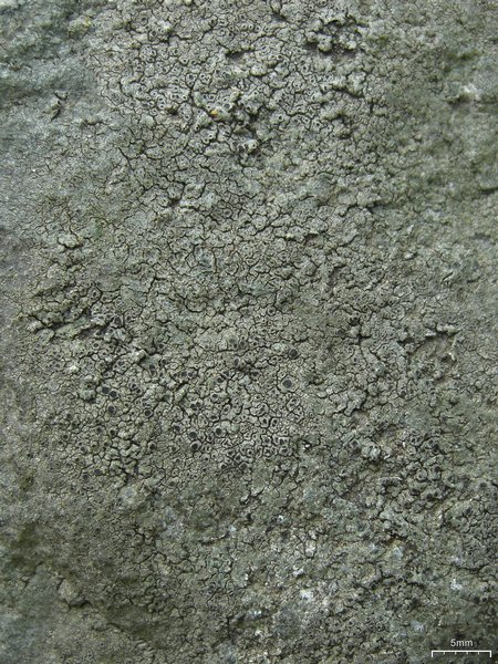 Aspicilia cyanescens