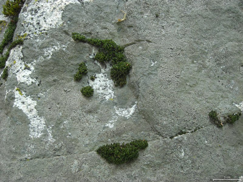 Aspicilia cyanescens
