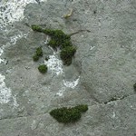 Aspicilia cyanescens