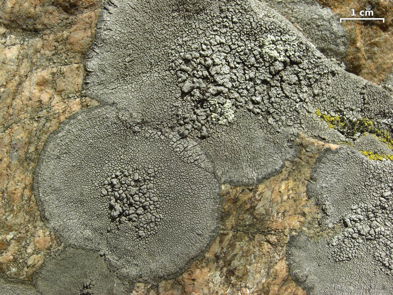 Aspicilia cyanescens