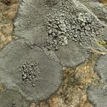 Aspicilia cyanescens