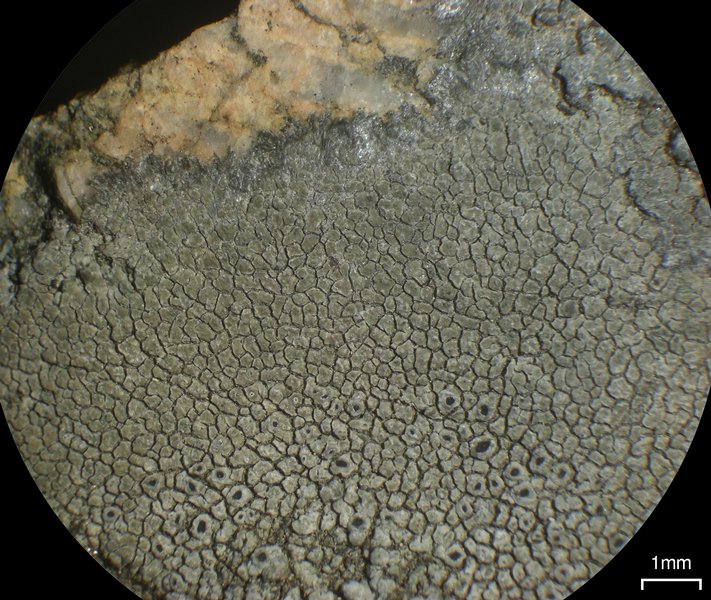 Aspicilia cyanescens