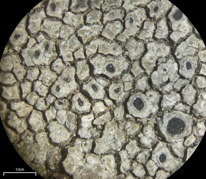 Aspicilia cyanescens