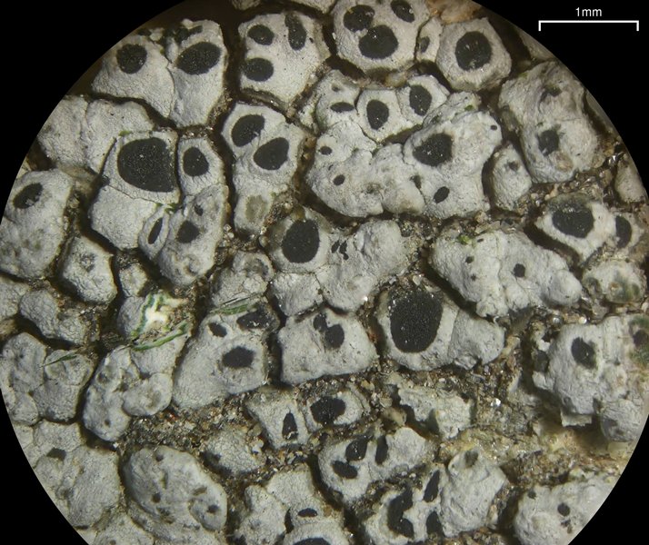 Aspicilia cyanescens