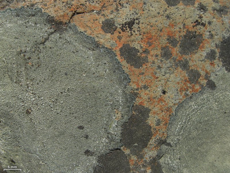 Aspicilia cyanescens