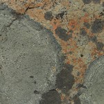 Aspicilia cyanescens