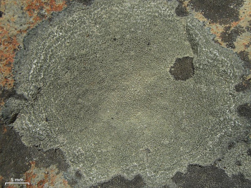 Aspicilia cyanescens